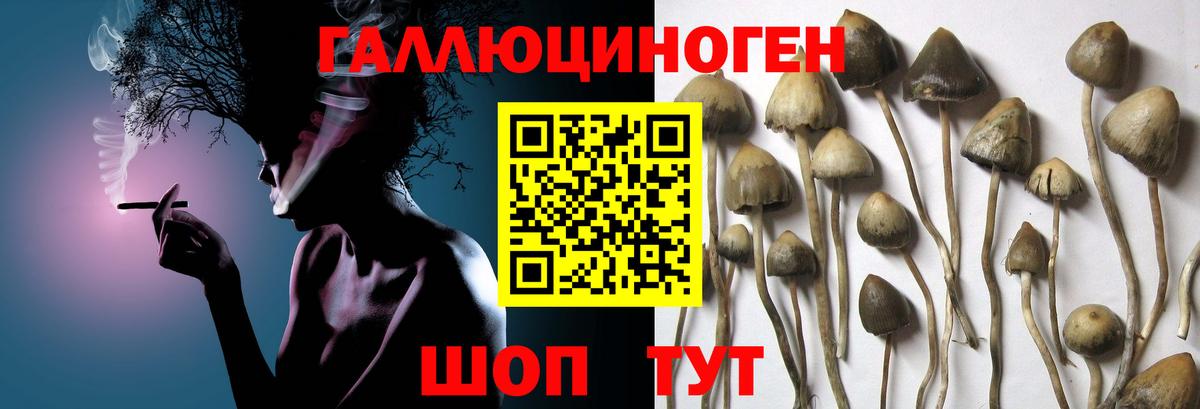 Псилоцибиновые грибы GOLDEN TEACHER Заволжье
